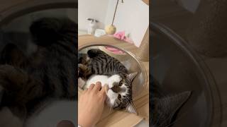 顎を撫でられて気持ち良さそうな子猫🐱 |ブン太　 #猫のいる暮らし #猫 #猫動画 #鍵しっぽ #cat #cats