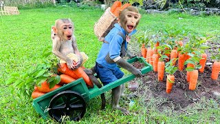 Bim Bim and baby monkey Obi harvest Carrots to feed rabbits and swim in the garden