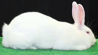 Rabbit Breed Profile - The American Rabbit