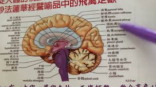 阿彌陀佛透過白淨生活管理科學其中妙法蓮華經譬喻品回家習性如鳥風樹三惡道為阿彌陀佛西方極樂佛國！20220703