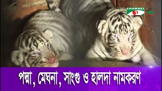 চট্টগ্রাম চিড়িয়াখানায় ৪টি সাদা বাঘের জন্ম