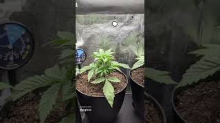 chunky Nova autoflowers 20 days old