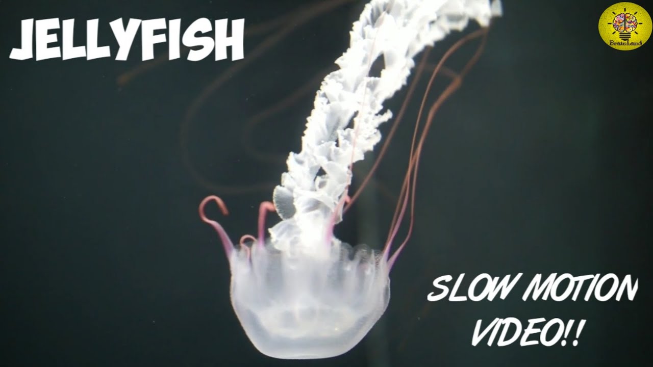 Jellyfish Movement Slow Motion Video The Brainland Youtube