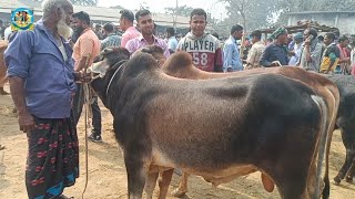 @ ২৫/২/২০২৫|| সিরাজগঞ্জের খামারীর দেশাল জাতের দাঁতালো ষাঁড় গরু কেনা খোঁচাবাড়ী হাটে|| ঠাকুরগাঁও||