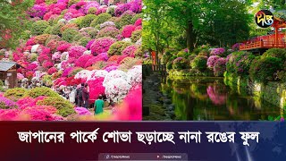 জাপানের পার্কে শোভা ছড়াচ্ছে নানা রঙের ফুল || Flower Park || Japan || Japanese Flower Park Fields