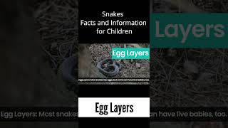 Egg Layers - Snakes Facts & Information for Kids #snake #snakes #facts #kids #snakerescue #poison