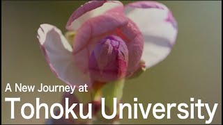 A New Journey at Tohoku University