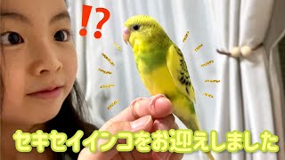 【セキセイインコお迎え】セキセイインコ飼い方　インコ飼ってみた　ペット　鳥　セキセイインコひな　はじめてのインコ　クリッピング　喋り練習