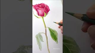 색연필화 장미 그리기 botanical rose flower faber castell colorpencil