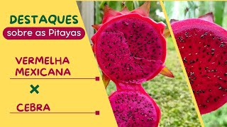 Conheça essas duas variedades de Pitaya de polpa vermelha e rosa. Vermelha Mexicana e CEBRA.