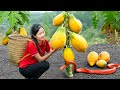 Harvest ROYAL STAR PAPAYA Goes to Market Sell - All Amazing Fruit for Summer | Susan Daily Life