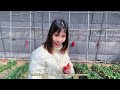 Vlog| Strawberry picking in Jinan, China's Shandong