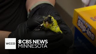 Wildlife Rehabilitation Center of Minnesota dealing with influx of animals