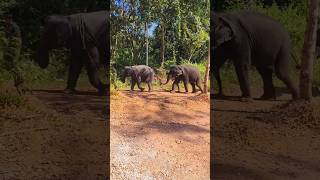 കോട്ടൂരിലെ കാഴ്ച കൾ #travel #viralvideo #elephant