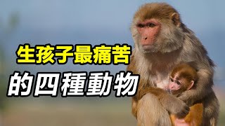 生孩子最痛苦的4種動物，相當於讓男人來生孩子，而且還是順產！