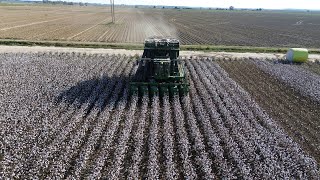 Cotton harvest 2023 in the Mississippi Delta #harvest23 #farming #deer