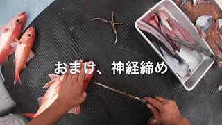 深海の超高級魚釣ってみた