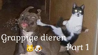 De grappigste dieren filmpjes 😂 Grappige honden en katten 🐶🐱  #1