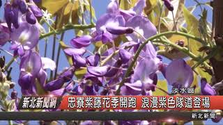 1070323新北新聞網10 淡水區忠寮紫藤花季開跑 浪漫紫色隊道登場