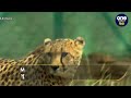 kuno national park में 6 cheetah की मौत के बाद सरकार ने लिया बड़ा फैसला वनइंडिया हिंदी