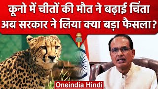 Kuno National Park में 6 Cheetah की मौत के बाद सरकार ने लिया बड़ा फैसला | वनइंडिया हिंदी