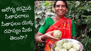 సీతాఫలం యొక్క ఆరోగ్య రహస్యాలు మీకు తెలుసా?– మీ ఇంట్లో ఈ పండును ఎప్పుడూ తినండి!