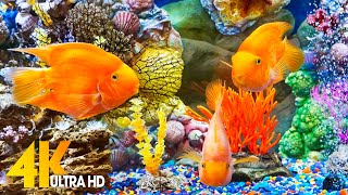 Aquarium 4K VIDEO (ULTRA HD) 🐠 Sea Animals With Relaxing Music - Rare & Colorful Sea Life Video