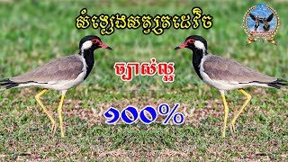 សំទ្បេងសត្វត្រដេវិច | Red wattled lapwing | Bird Sounds Calling