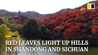 Tourists enjoy a sea of red leaves in Shandong and Sichuan