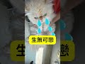 【每逢假日，家庭式寵物美容被迫營業】 寵物美容 皮膚敏感 貓咪 shorts