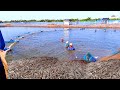 Prawn/Shrimp Harvesting Techniques in Traditional Shrimp Culture