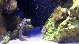 Lawnmower Blenny Grazing On Hair Algae