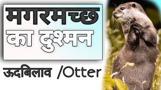 ऊदबिलाव के बारे में जानकारी हिंदी में#otter