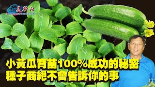 小黃瓜育苗100%成功的秘密！種子商絕不會告訴你的事。