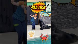 🦭Sea Lion Stars Battle for the Best The Ultimate Ocean Champions SeaWorld #seaworld #sealine #show