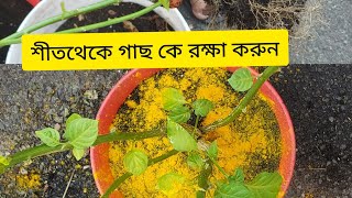 শীত প্রধান দেশে শীতথেকে গাছকে রক্ষাকরার সবচেয়ে কার্যকরী উপায় @AliRajaBagan