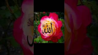 Allah Beautiful Wallpapers | Islam | Arabic Calligraphy #Allah #freepalestine #islam #shorts