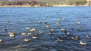 鴨池公園(小野市)2019年1月20日