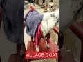 affectionate relationship between girl and goat