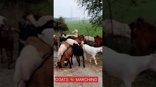 Affectionate relationship between girl and goat