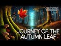 Bedtime Story: The Journey of the Autumn Leaf 🌟 Sleepytime Chronicles