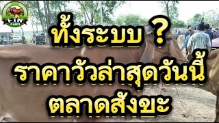 ทั้งระบบ ? ราคาวัวล่าสุดวันนี้ตลาดนัดโคกระบืออำเภอสังขะสุรินทร์