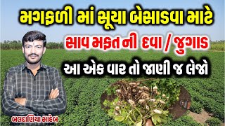 મગફળીમાંસૂયા બેસાડવા માટે, બેરલ નો ઉપયોગ કરીને સુયા બેસાડીએ, drum rolling @MANISHBALDANIYA