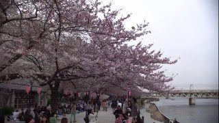 2016年3月30日　靖国神社の桜吹雪、隅田川沿い桜並木と遊覧船を撮る。！