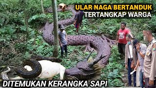 VIRAL...!!! Warga Sering Di Tampaki Ular Naga Bertanduk Di Dalam Pohon Yang Berlubang Di Jawa Timur