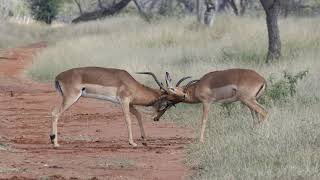 2 Impala fighting to the end!