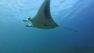 Maldives Central Route Diving 12