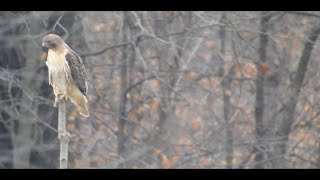 OldGuyDIY Red Tailed Hawk On Raptor Perch 7 Days After Install.  First Confirmed Use By Bird Of Prey