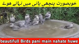 Beautifull Birds,piyari dua,Islamic Beautiful videos