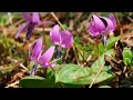 秩父の山里に咲く春の花